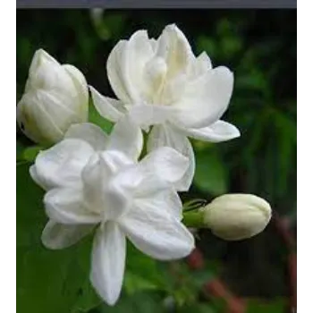   Fresh Jasmine Flowers